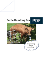 Cattle Handling Practical