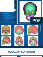 Anatomia de Cabeza y Cuello