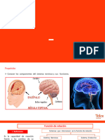 B-1ro-Función de Relación I (Sistema Nervioso)
