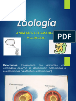 Zoologia - Moluscos