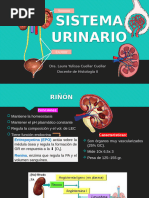 Sistema Urinario