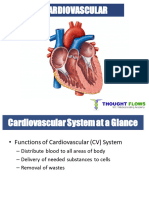 Cardiovascular System