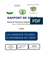 Rapport Agriculture Choux