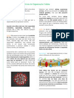Niveis de Organização Celular