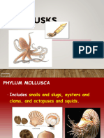 Practical 5 Molluscs 1