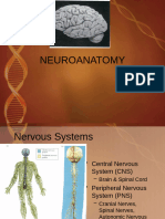 Neuroanatomy