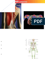 Chapt08 - Lecture Human Skeleton