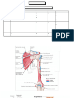 Anatomy Muscles of Upper Limb 2018