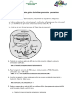 Taller de Expresión Génica Celulas Procariotas y Eucariotas 2024-2