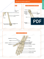 Squelette Des Membres Supérieurs - 2