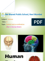 Cl-10 Human Brain