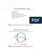 Human Visual Perception