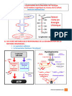 2-Respiration Cellulaire Et Fermentation