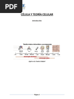 Teoria Celular. Conceptos