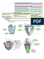 Musculos de Cuerdas Vocales y Laringe