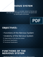 Nervous System