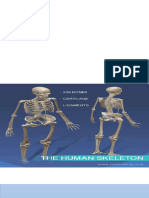 Division of Skeletal System