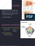 Anatomy of The Perineum