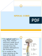 Review of Neuroanatomy Cerebral Cortex