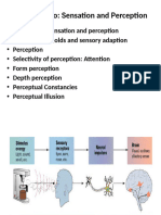 Psyc Unit 2 Sensation and Perception