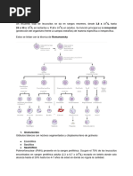 Leucocitos