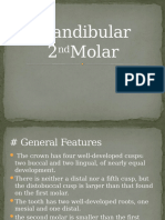 Mandibular 2nd Molar