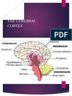 The Cerebral Cortex