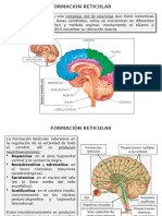 Neurociencias - Estructuras y Áreas Funcionales