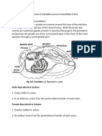 Golchidum Larva (Unio)