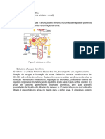 Estudo Dirigido 5 - Sistema Urinário e Renal