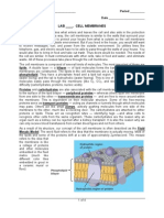 Lab 40 Cell Membranes 2006