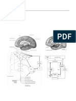 Neurobiology of Emotion - Motivation - 2