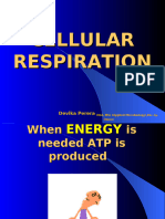 Cellular Respiration