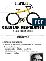 16.2.2 Krebs Cycle