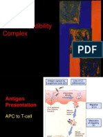 6.major Histocompatibility Protein