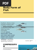 Body Form of Fish Afa Btte 2