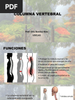 Anatomia de Las Vertebras