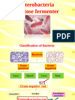 Enterobacteria Lactose Fermenter