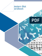 Western Blot Guide PDF