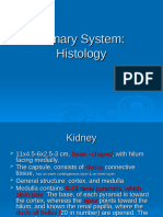 Urinary System-Hist