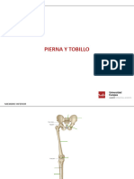 Anatomía de Pierna y Tobillo