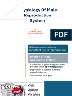 Male Reproduction