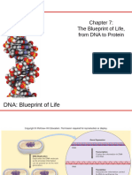 Chapter 07 DNA To Protein