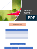 Common Insects Revision