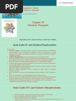 Electron Transport Chain