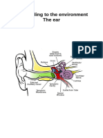 The Ear