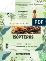 Isoptero Exposición