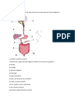 Sistema Digestivo