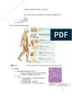 Lecture Outline - Bones CH 6 PT 1