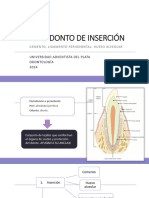 Periodonto Inserción 2024